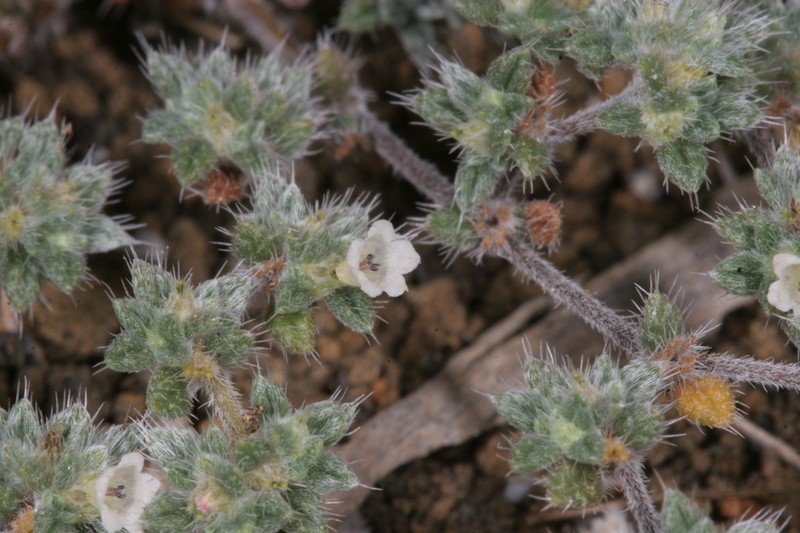 Tiquilia darwinii photo 2