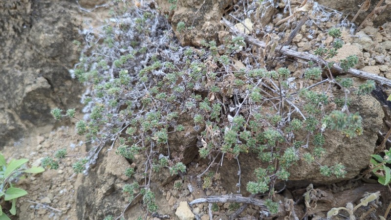 Tiquilia darwinii photo 3