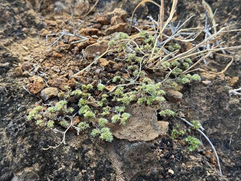 Tiquilia darwinii photo 4