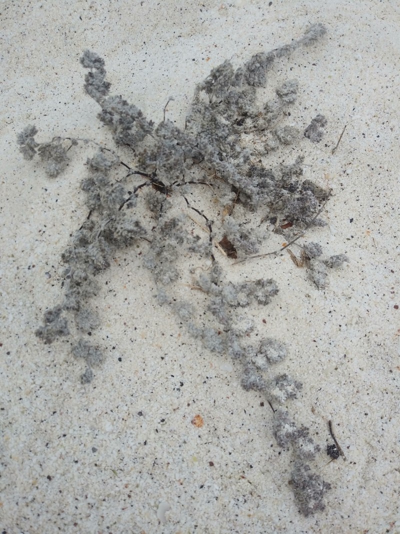 Tiquilia darwinii photo 5