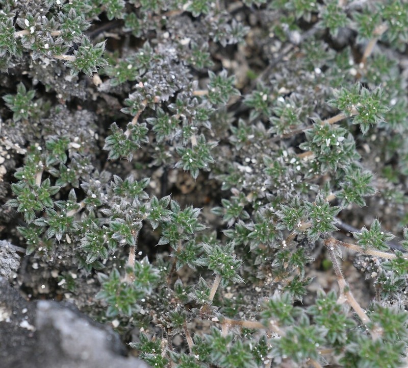 Tiquilia darwinii photo 6