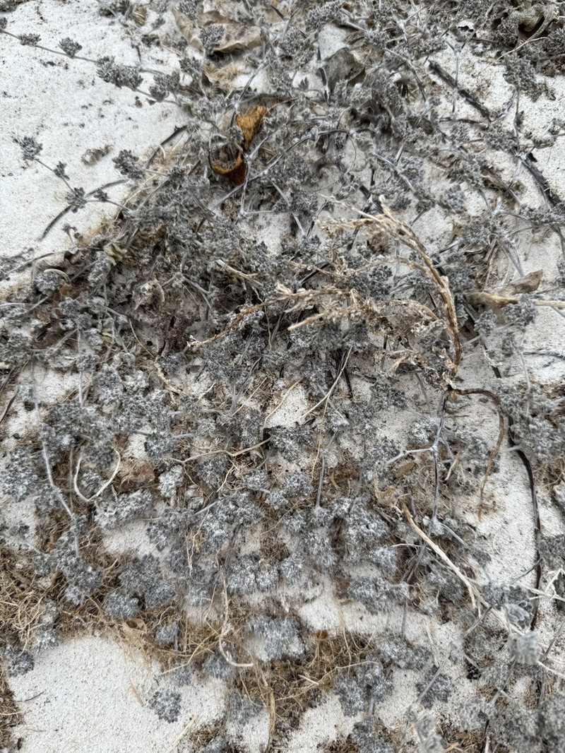 Tiquilia darwinii photo 7