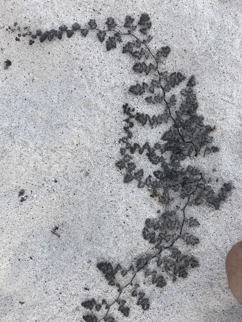 Tiquilia darwinii photo 8