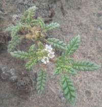 Tiquilia dichotoma