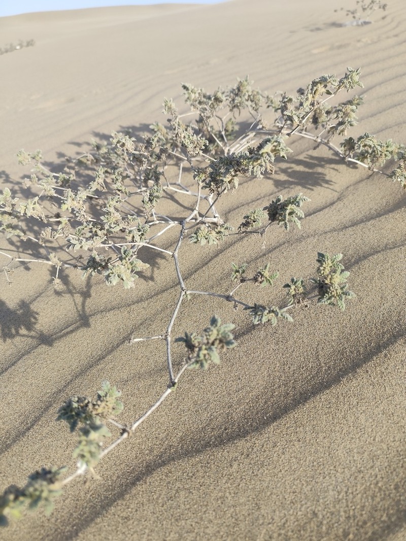 Tiquilia dichotoma photo 2