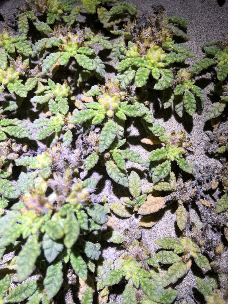 Tiquilia dichotoma photo 6