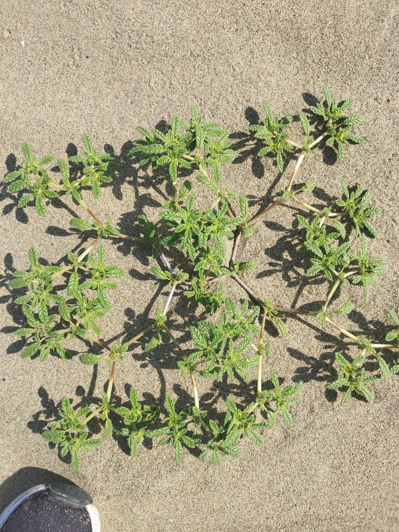 Tiquilia dichotoma photo 8