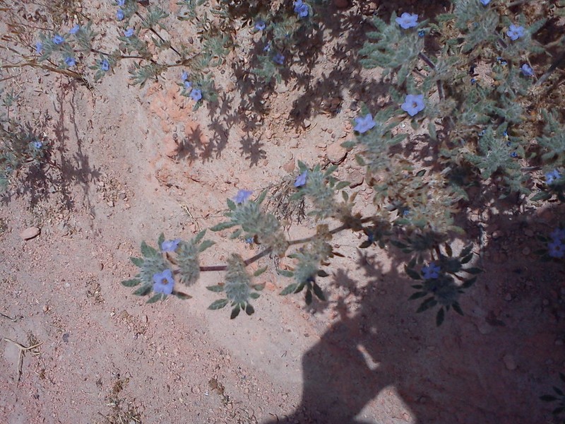 Tiquilia elongata