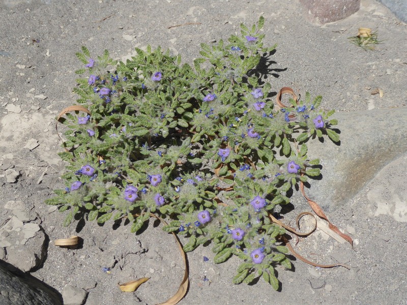 Tiquilia elongata photo 2