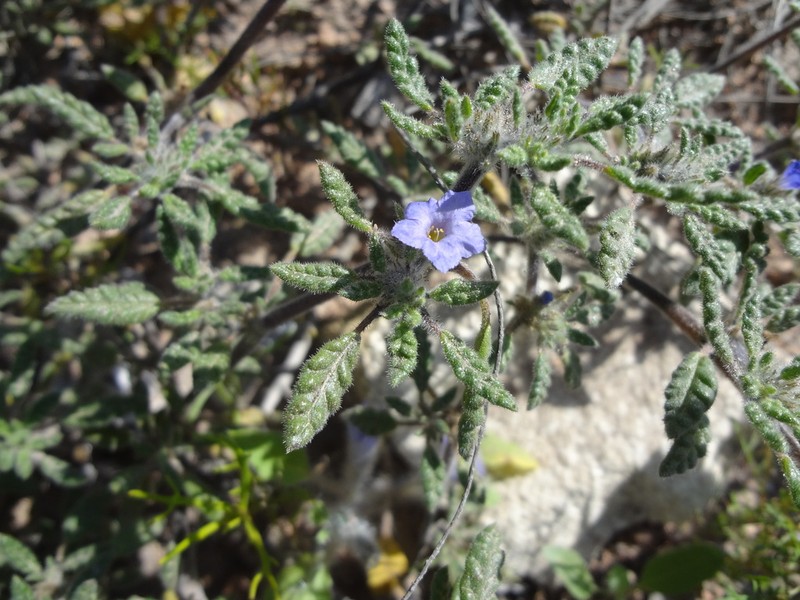 Tiquilia elongata photo 3