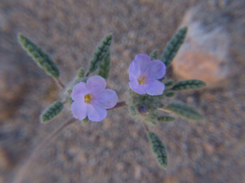 Tiquilia elongata photo 5