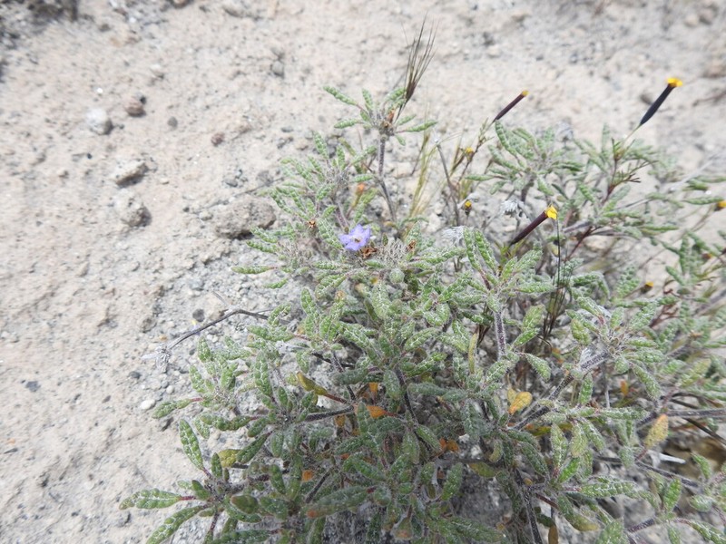 Tiquilia elongata photo 6