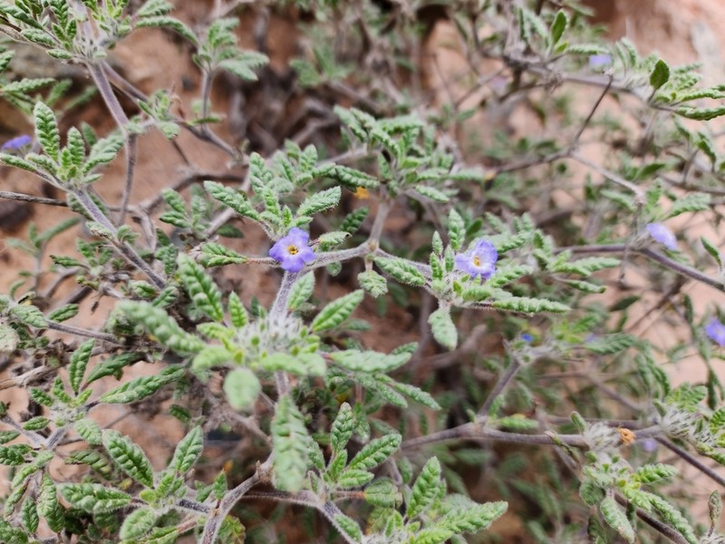 Tiquilia elongata photo 7