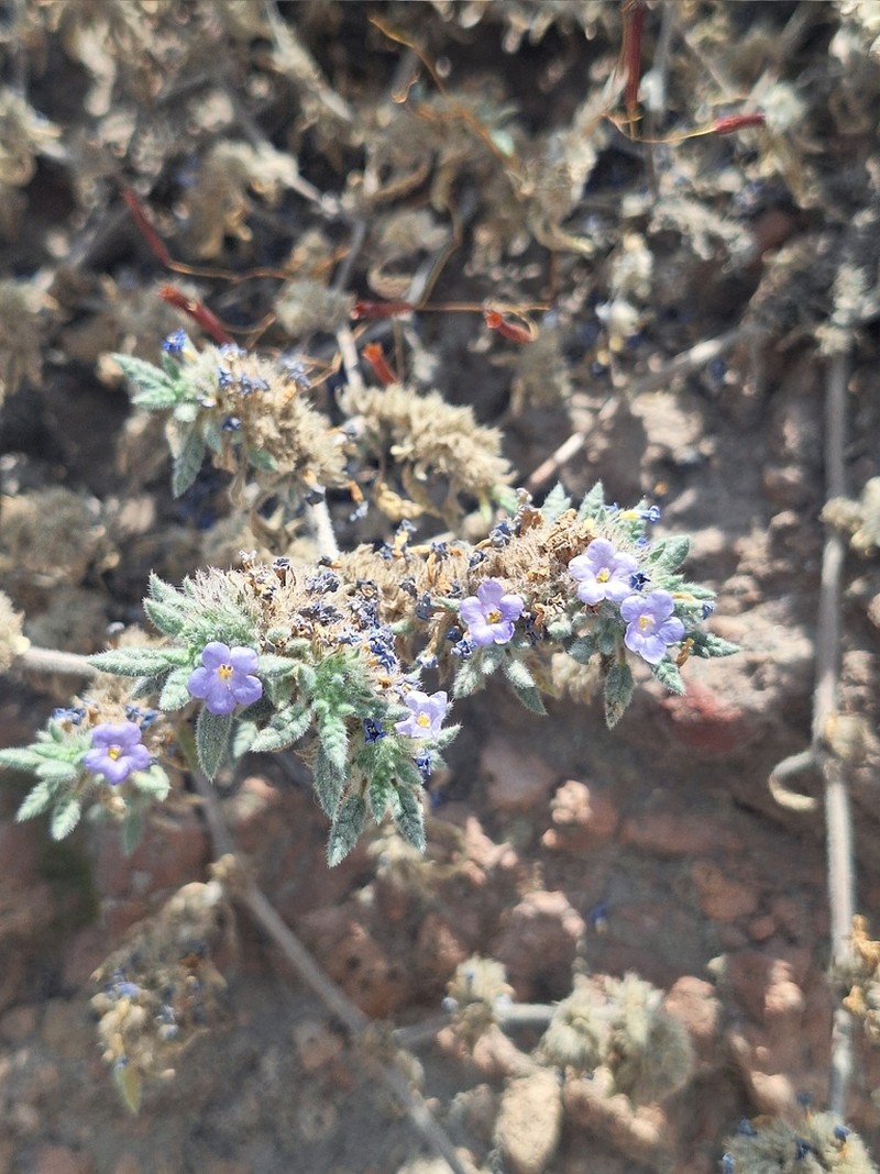Tiquilia elongata photo 8