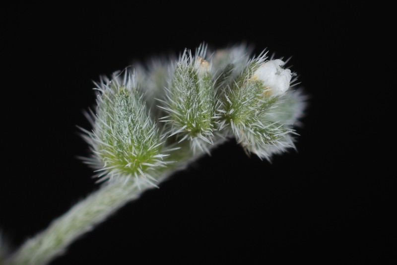 Tiquilia ferreyrae