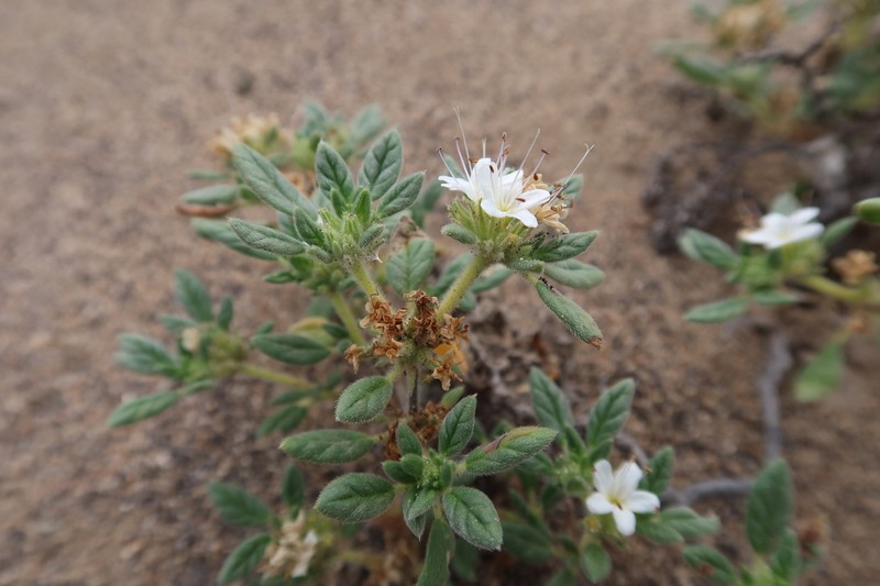 Tiquilia ferreyrae photo 2