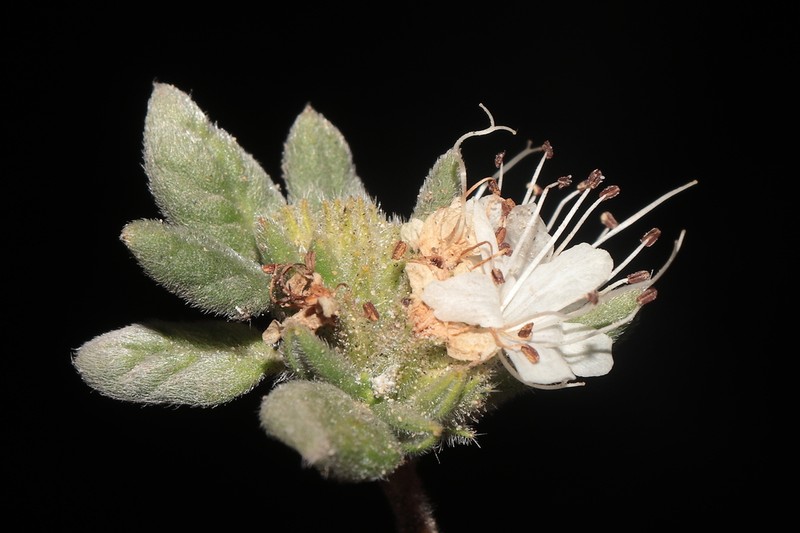 Tiquilia ferreyrae photo 3