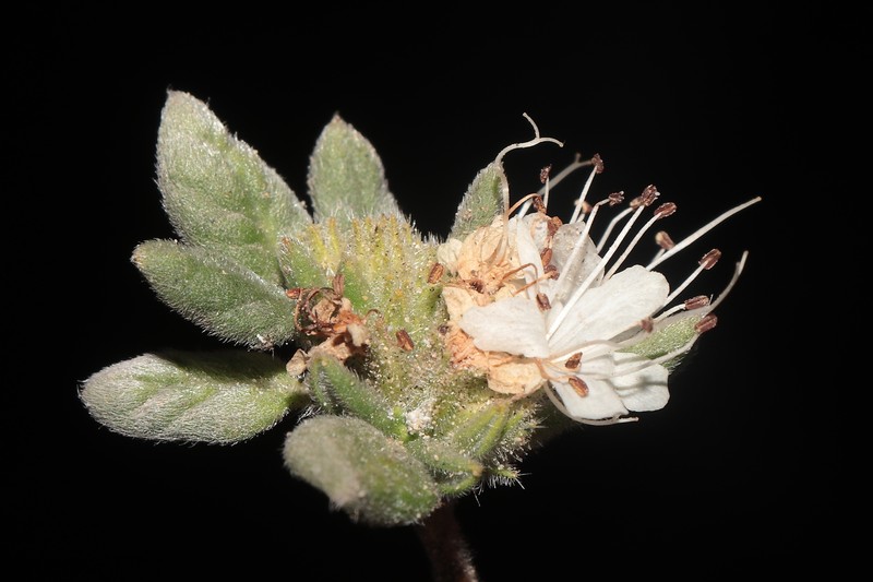 Tiquilia ferreyrae photo 6