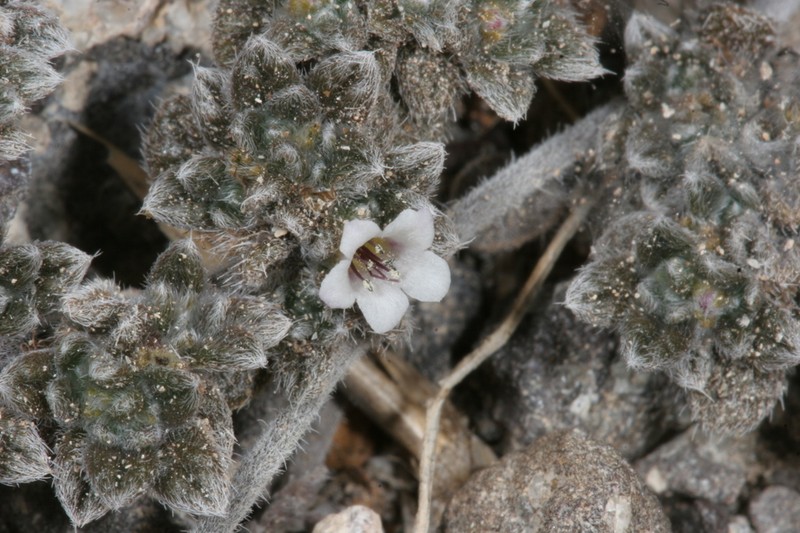 Tiquilia fusca