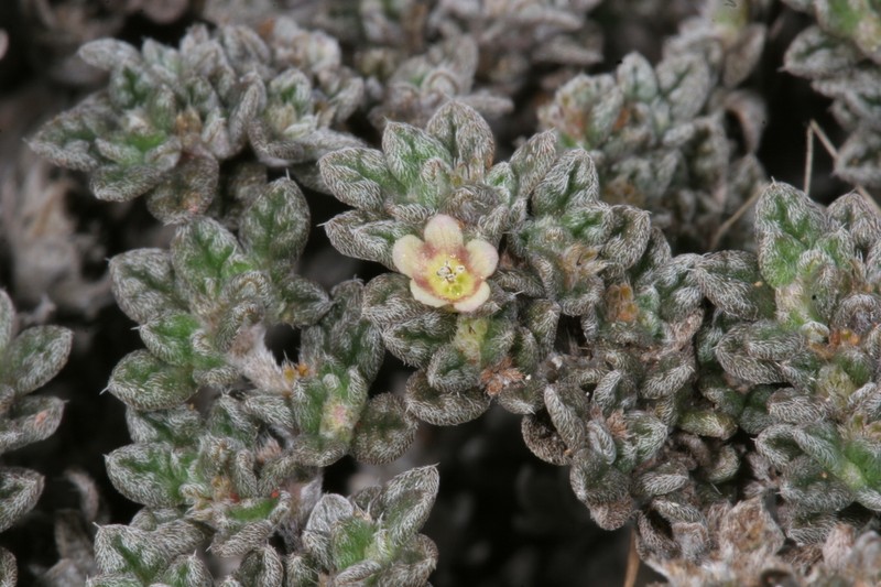 Tiquilia fusca photo 3