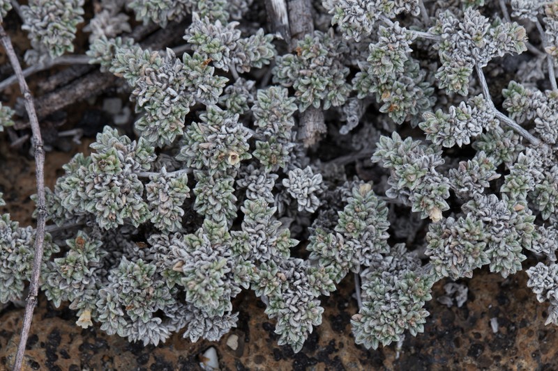 Tiquilia galapagoa