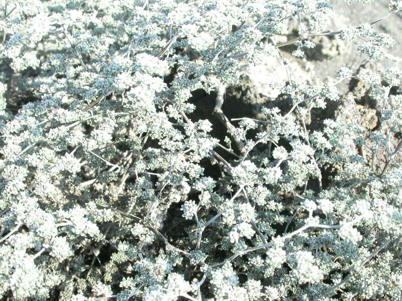 Tiquilia galapagoa photo 2