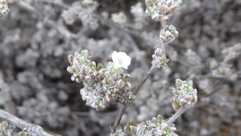 Tiquilia galapagoa photo 4