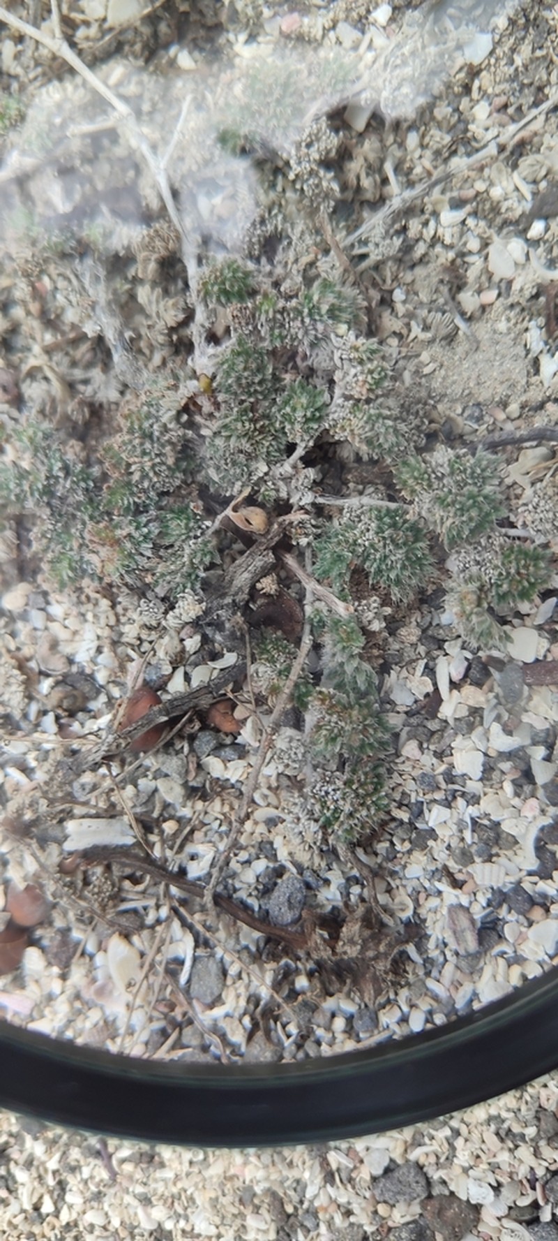 Tiquilia galapagoa photo 6