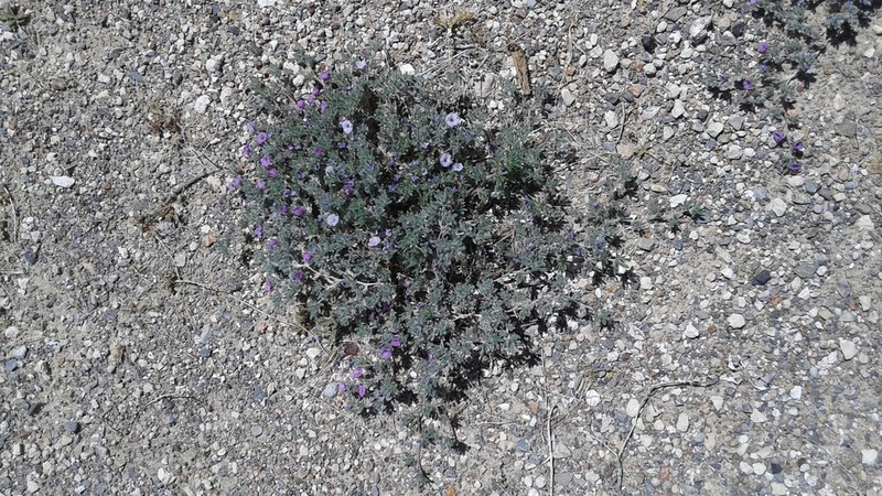 Texas Crinklemat photo 5