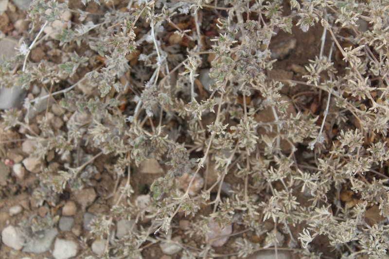 Texas Crinklemat photo 7