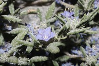 Tiquilia grandiflora
