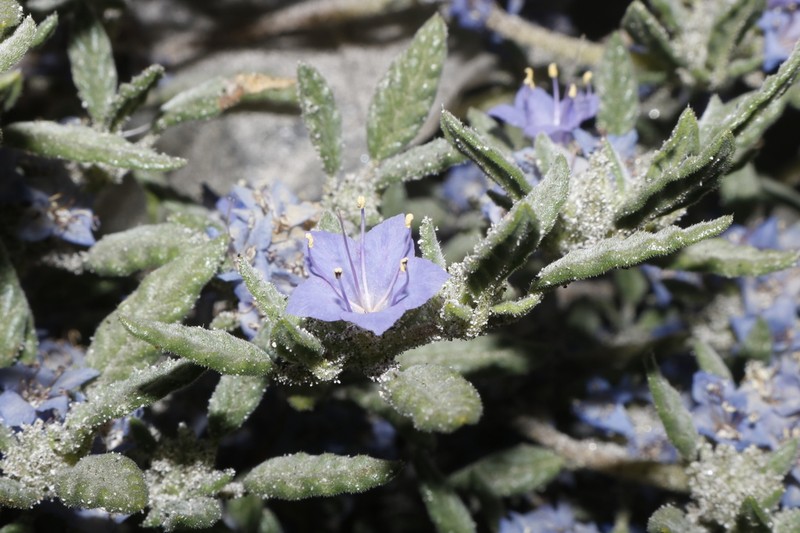Tiquilia grandiflora