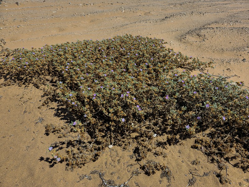 Tiquilia grandiflora photo 2
