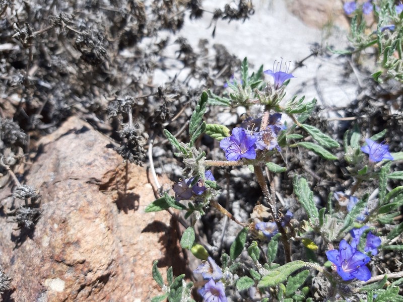 Tiquilia grandiflora photo 4