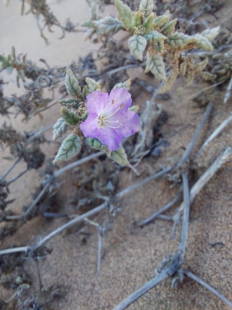 Tiquilia grandiflora photo 6