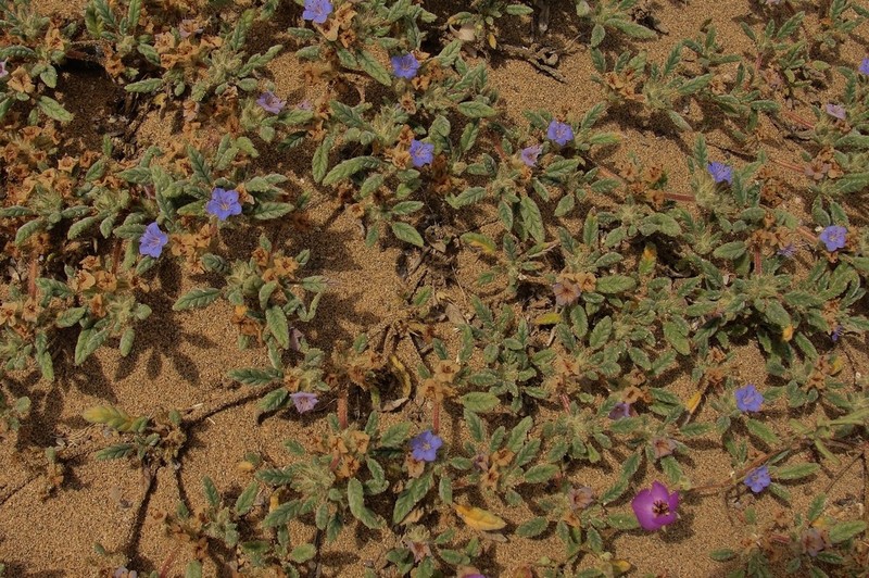 Tiquilia grandiflora photo 8