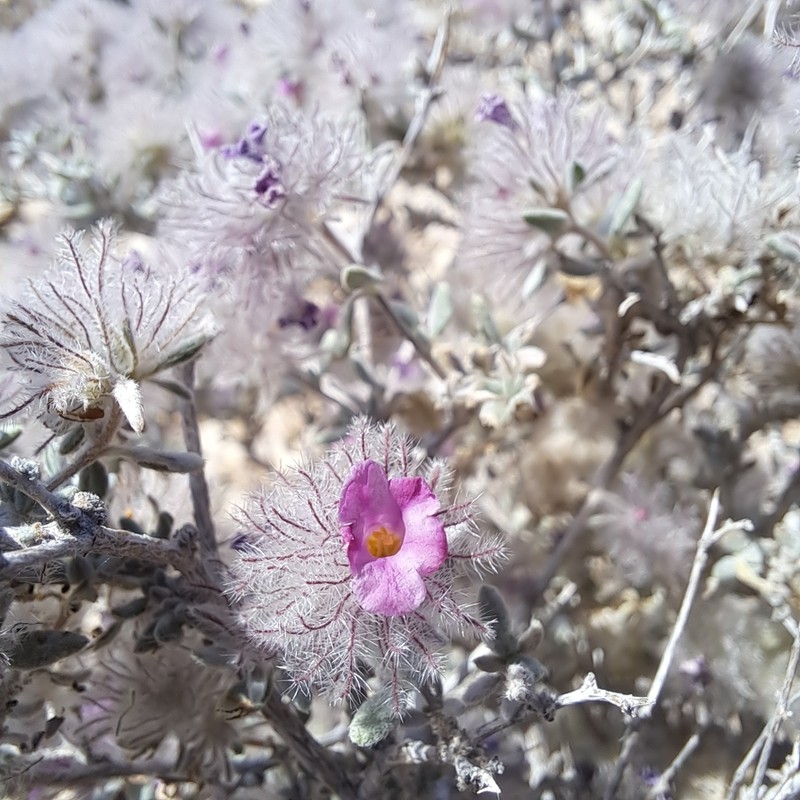 Plumed Crinklemat photo 4