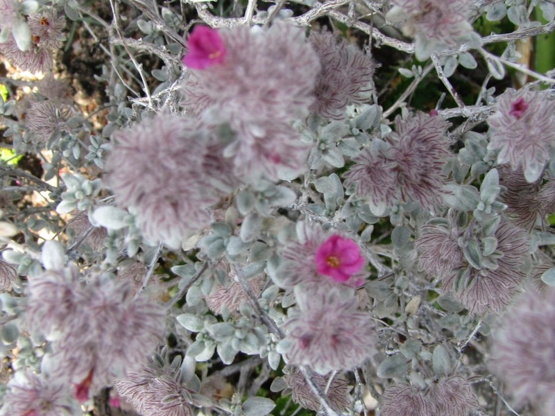 Plumed Crinklemat photo 5