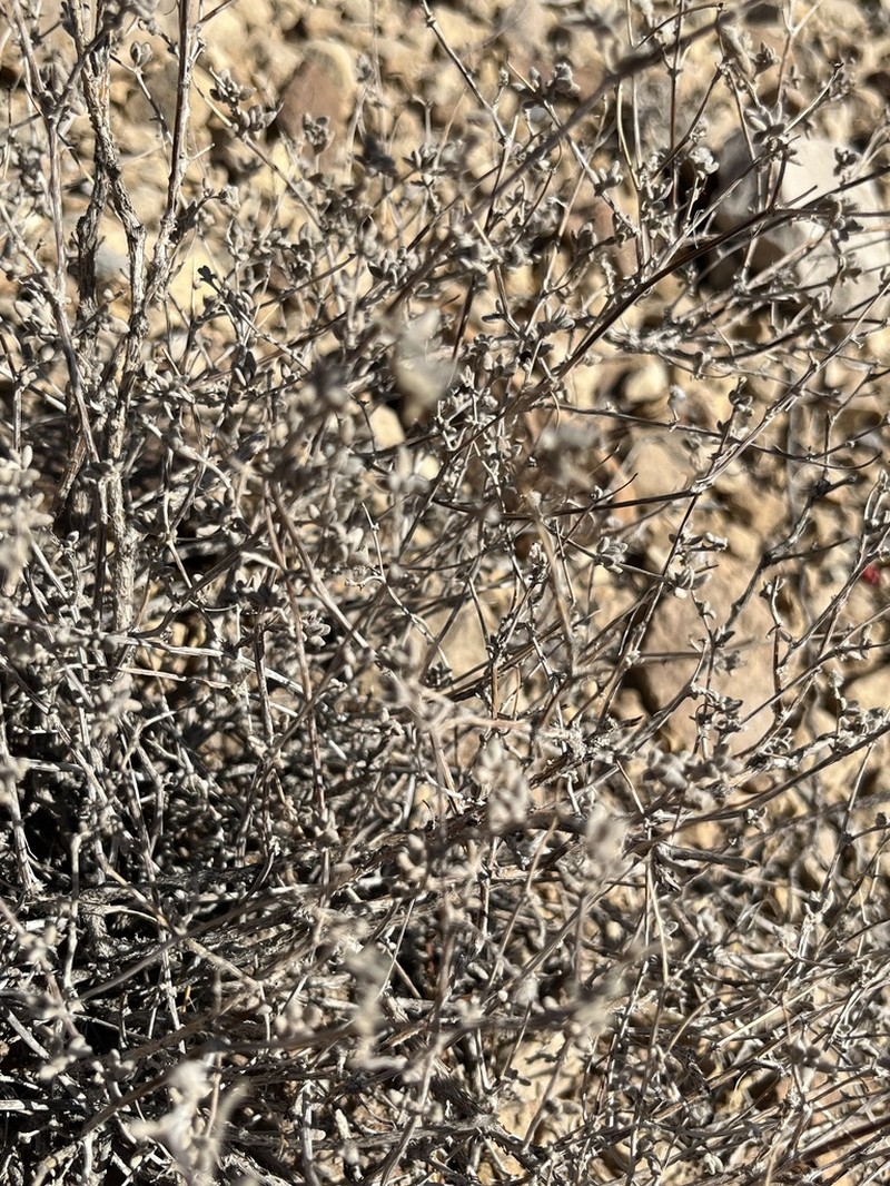 Plumed Crinklemat photo 8