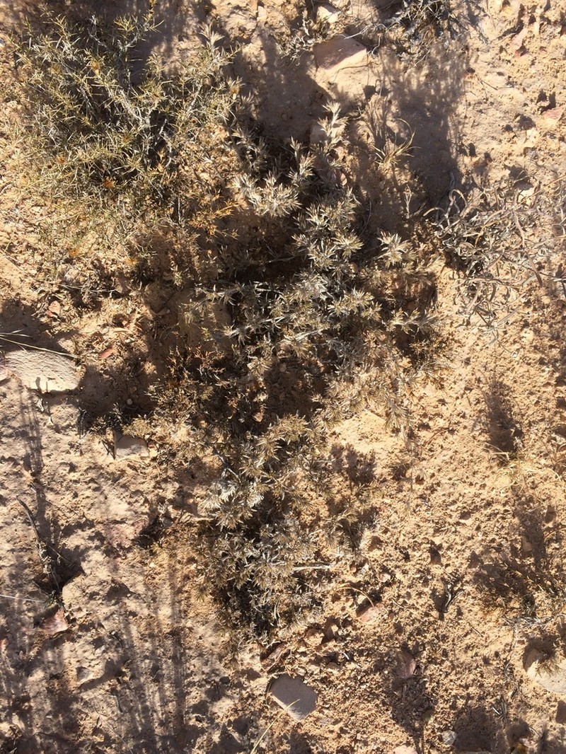 Hairy Crinklemat photo 3