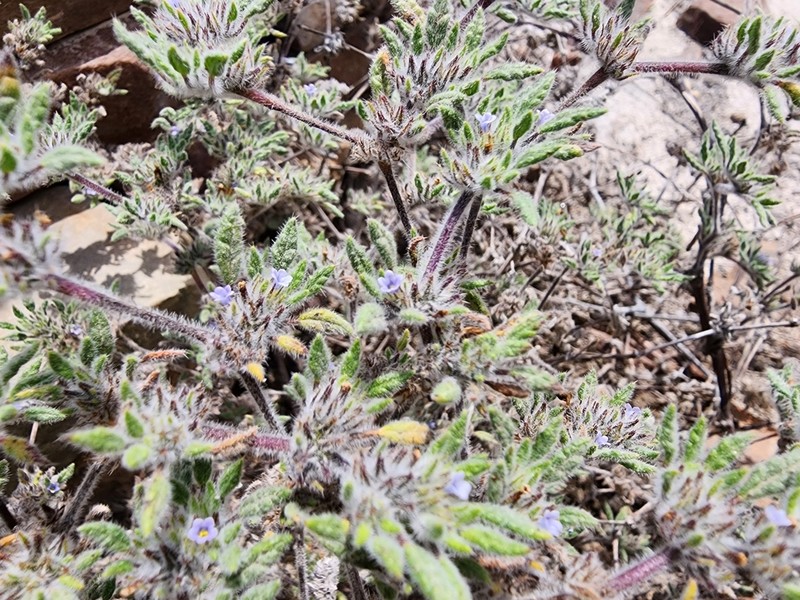 Tiquilia hunteri photo 2