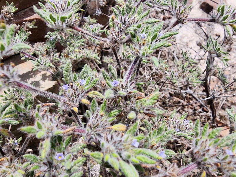Tiquilia hunteri