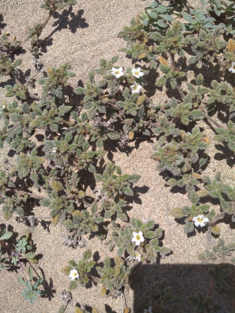 Tiquilia litoralis