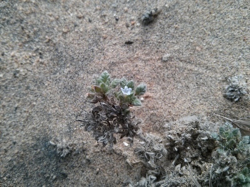 Tiquilia litoralis photo 2
