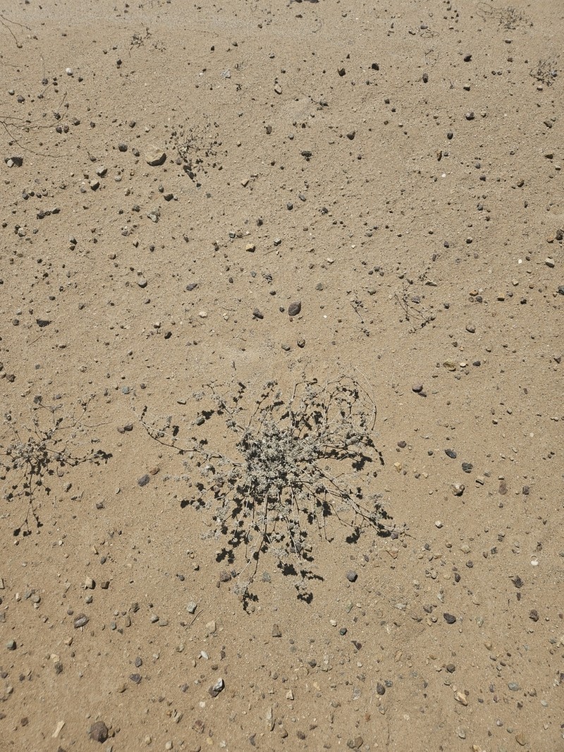 Tiquilia litoralis photo 3