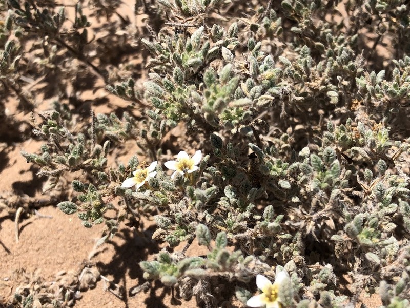 Tiquilia litoralis photo 4