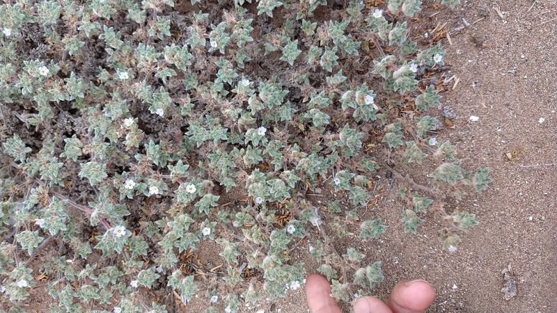 Tiquilia litoralis photo 5