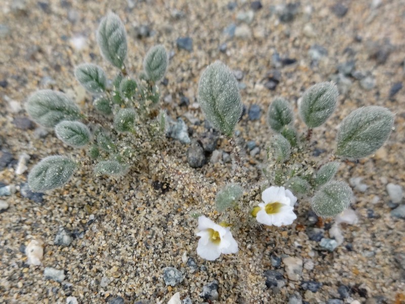 Tiquilia litoralis photo 6
