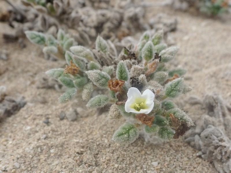Tiquilia litoralis photo 7
