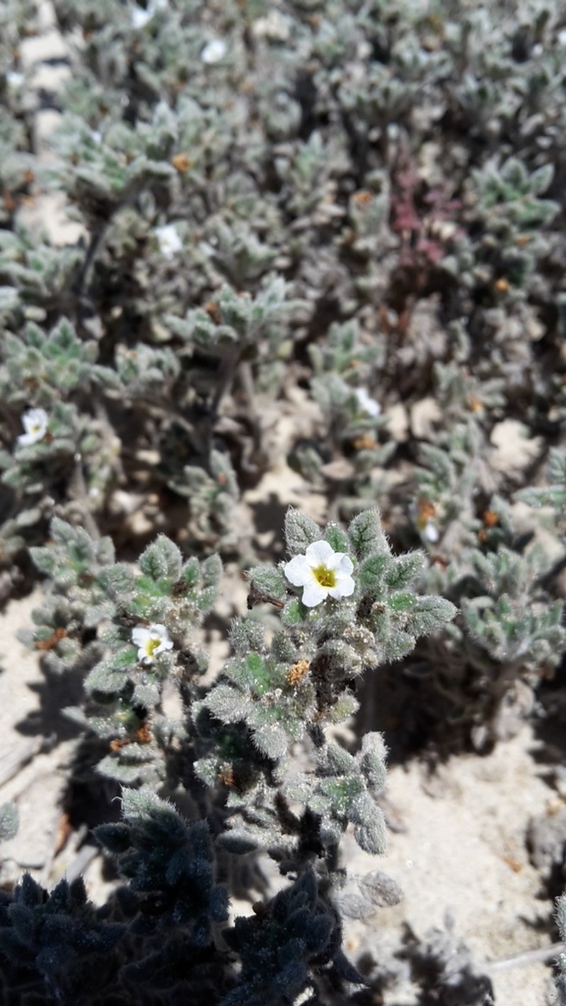 Tiquilia litoralis photo 8